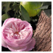 Chloé Rose Naturelle Intense parfémovaná voda pro ženy 10 ml