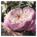 Chloé Rose Naturelle parfémovaná voda pro ženy 50 ml