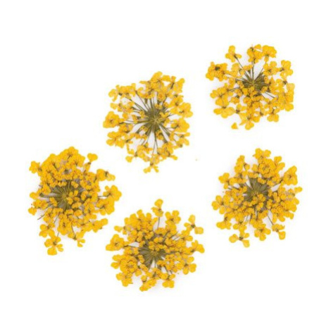 Molly Lac ozdoby květy žluté 5ks