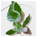 Clinique Aromatics Elixir™ Eau de Parfum Spray parfémovaná voda pro ženy 10 ml