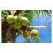Nacomi - Univerzální kokosový krém (tělo, pleť, ruce), 100 ml