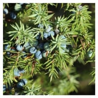 Bio voda z Jalovce Juniperus communis 5 l