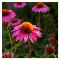 Naturální voda Echinacea purpurová Echinacea purpurea 1 l