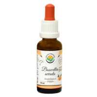 Salvia Paradise Boswellia serrata - Kadidlovník AF tinktura 30 ml